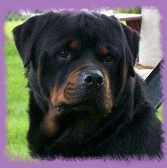 GERMAN AKC ROTTWEILERS  